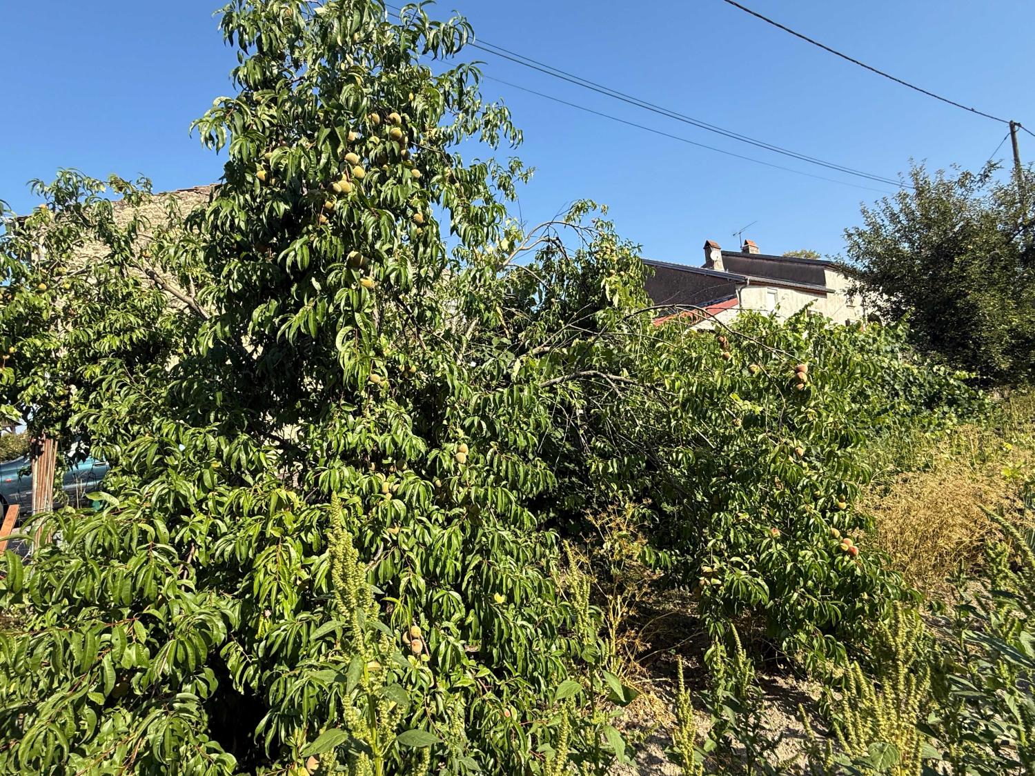 te koop dorpshuis Enfonvelle Haute-Marne 19