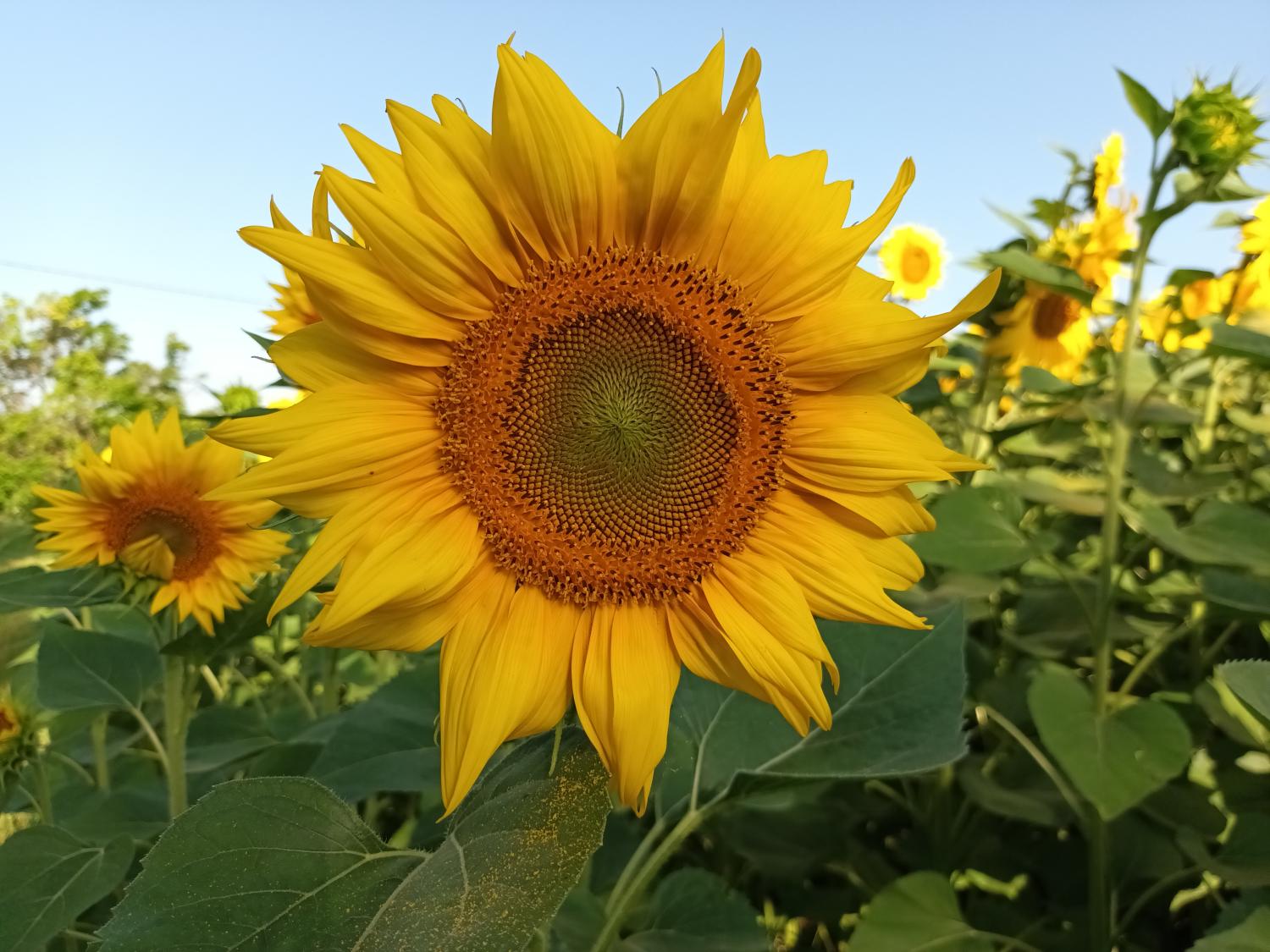  te koop huis met gîte Puy-l'Évêque Lot 37