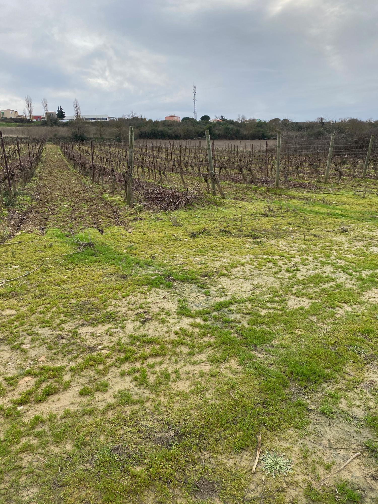  te koop wijngaard Carcassonne Aude 22