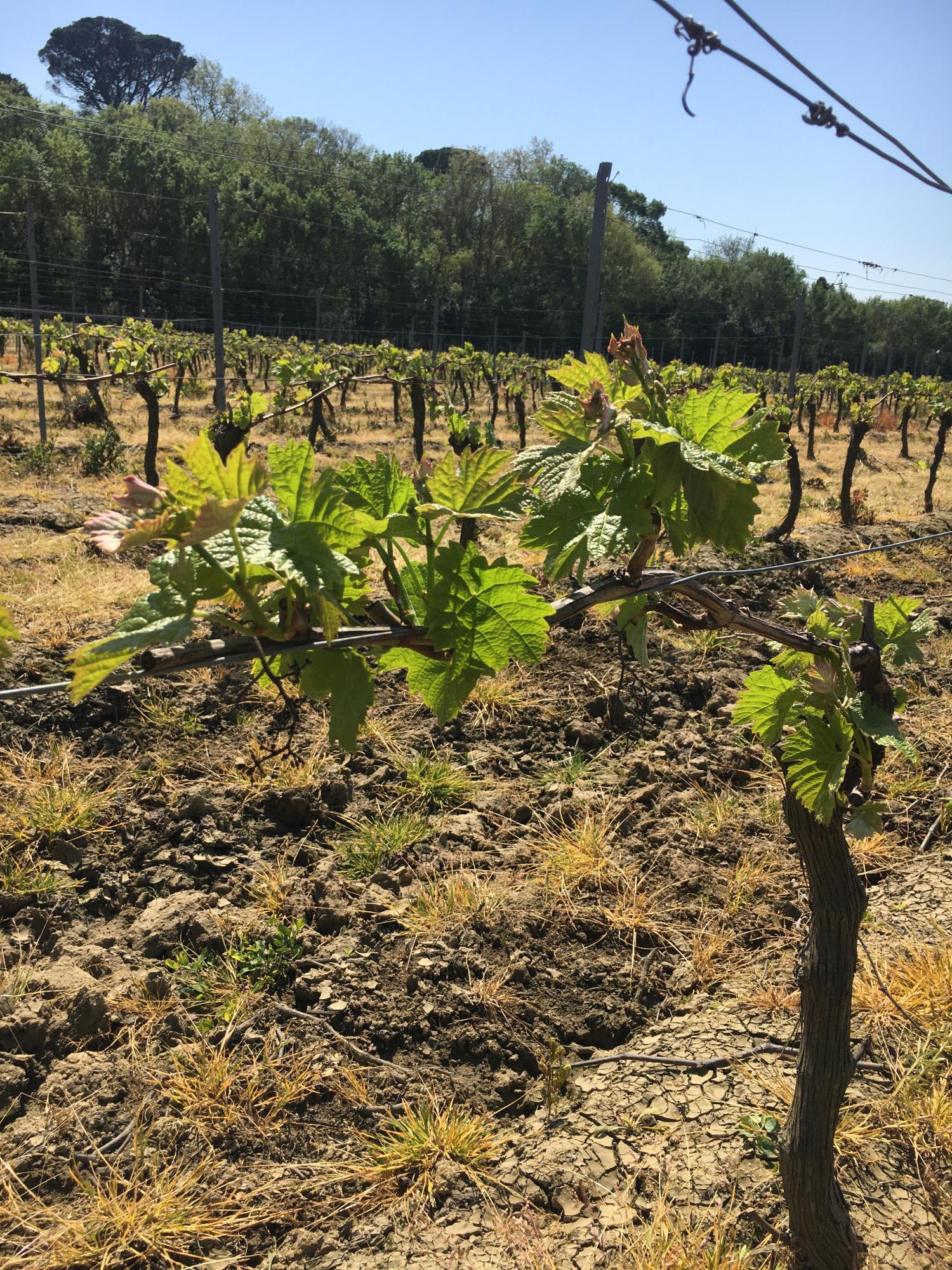  te koop wijngaard Carcassonne Aude 10