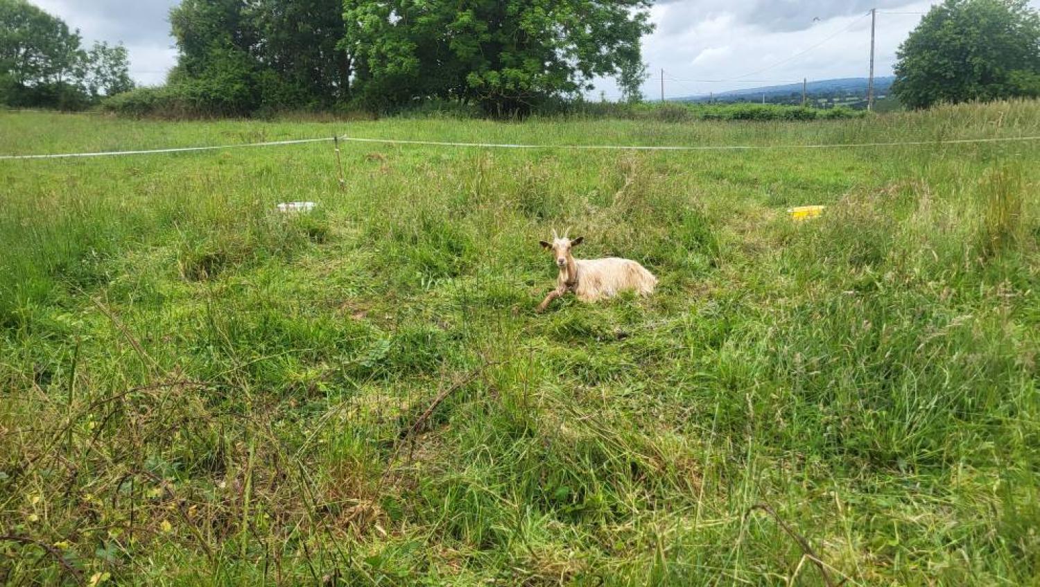  te koop vrijstaand Tessy-sur-Vire Manche 8