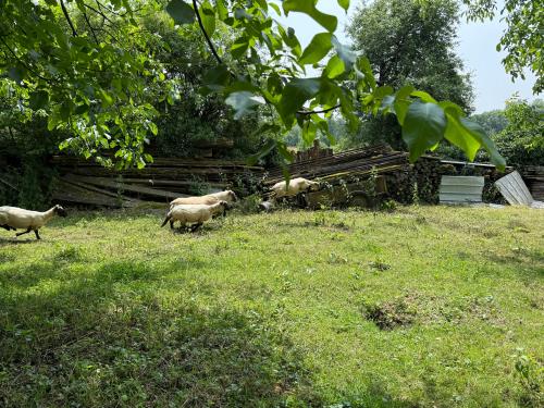  te koop dorpsboerderij Confracourt Haute-Saône 36
