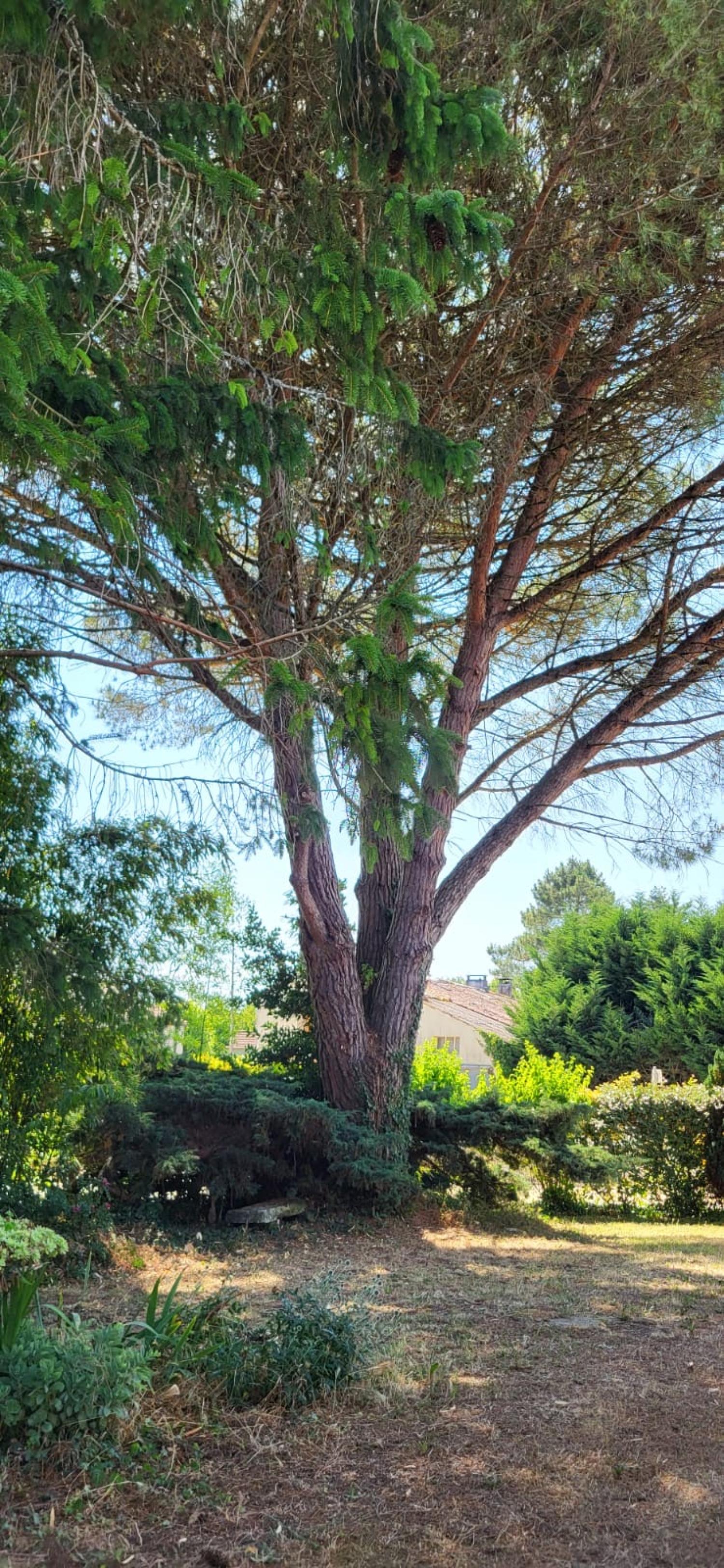  te koop huis Saint-André-de-Lidon Charente-Maritime 55