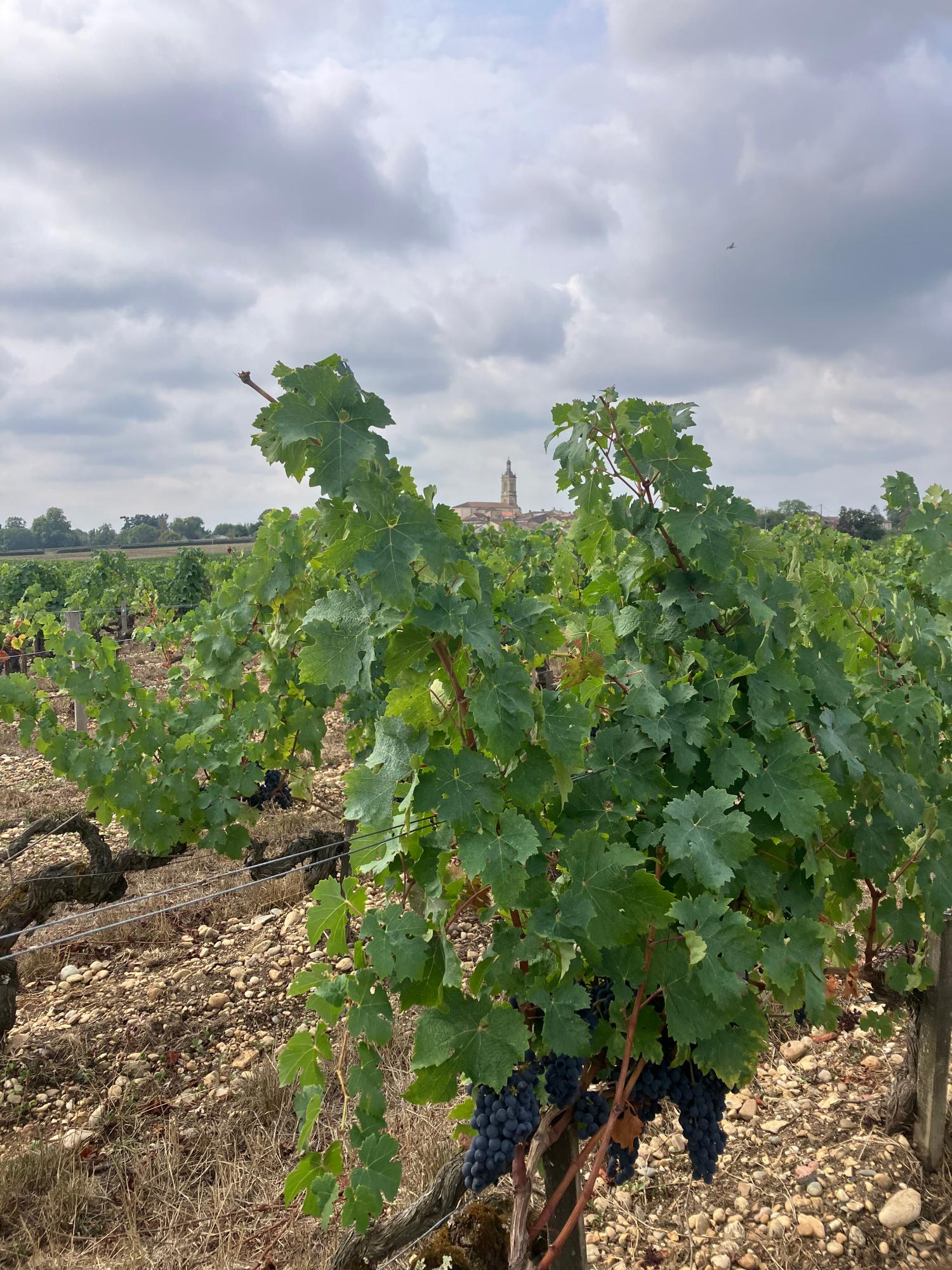  te koop huis Gaillan-en-Médoc Gironde 10