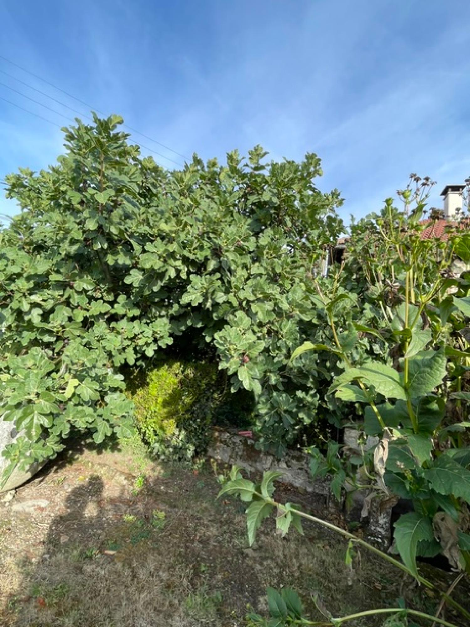 te koop huis met gîte Vez Oise 15