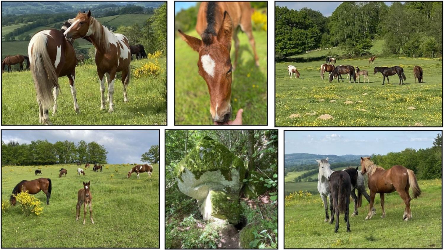  te koop landgoed Brousse Creuse 2