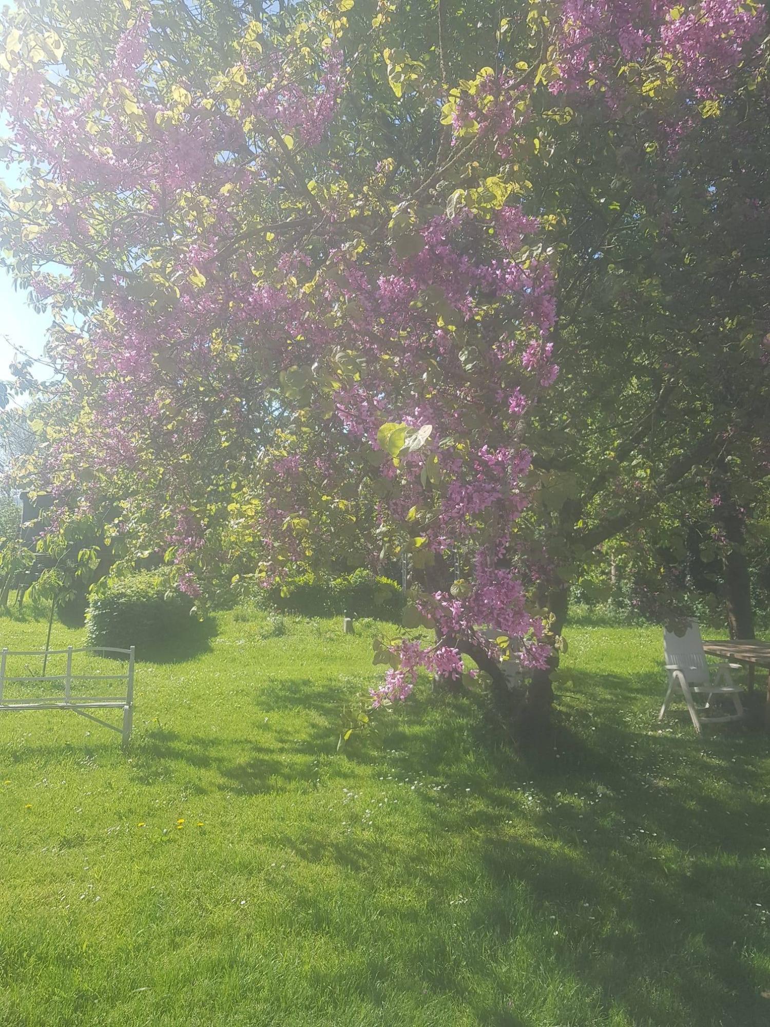  te koop vrijstaand Saint-Denis-le-Gast Manche 25