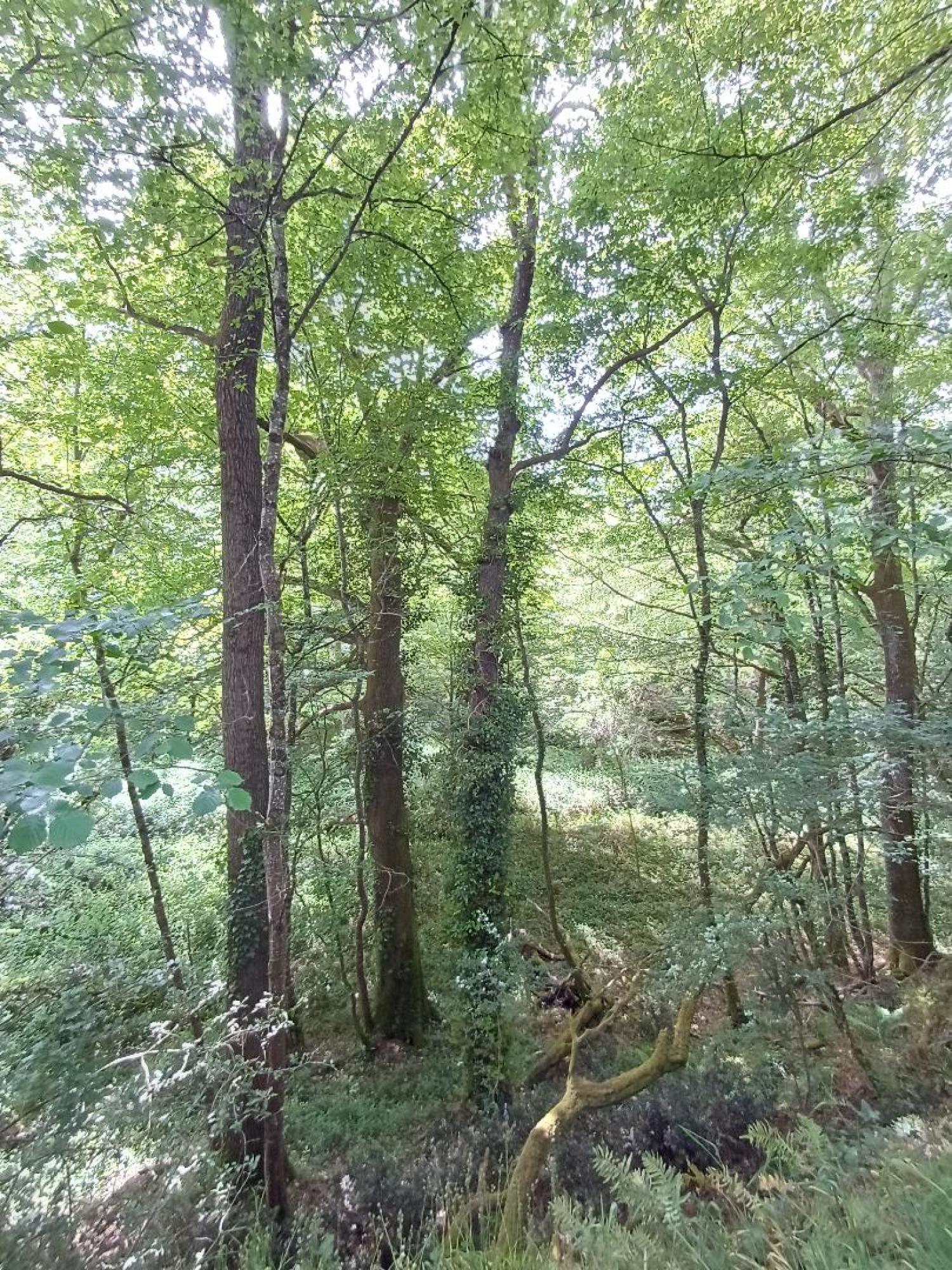 te koop huis Saint-Plantaire Indre 24