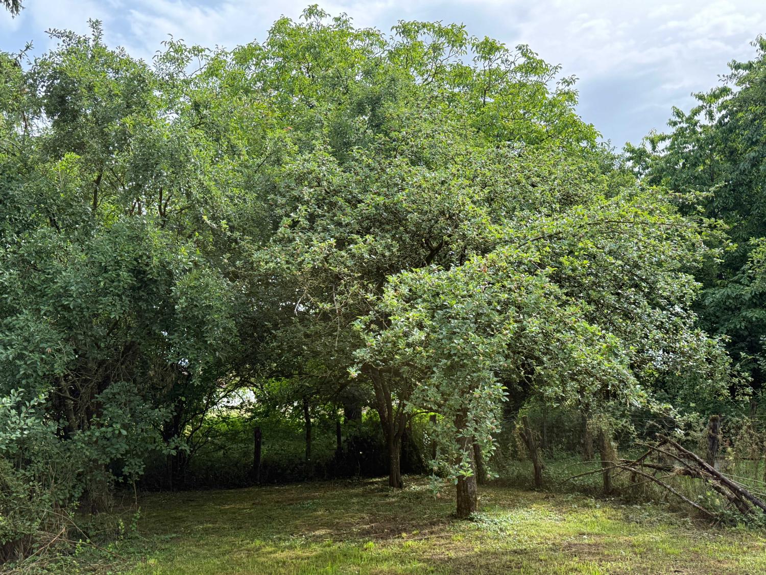 te koop dorpsboerderij Augicourt Haute-Saône 27